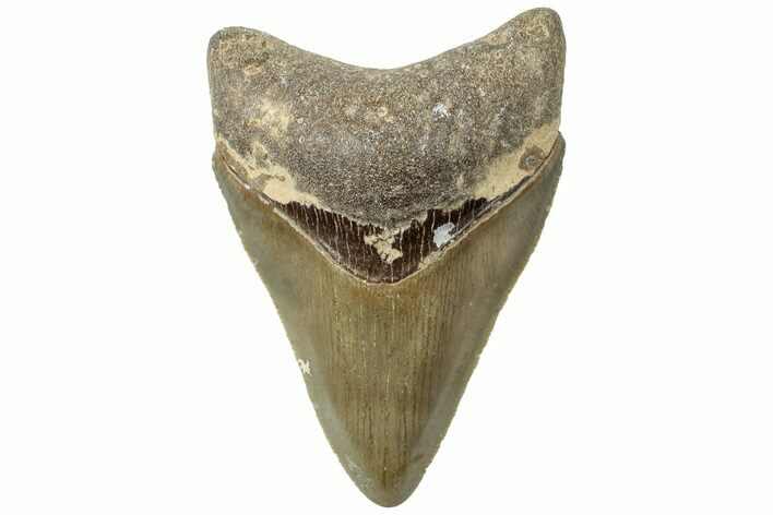 Serrated, Fossil Megalodon Tooth - North Carolina #311120